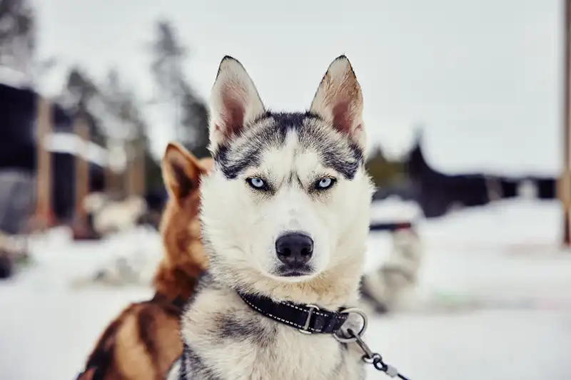 Huskysafari in Rovaniemi