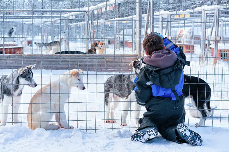Huskytouren in Rovaniemi