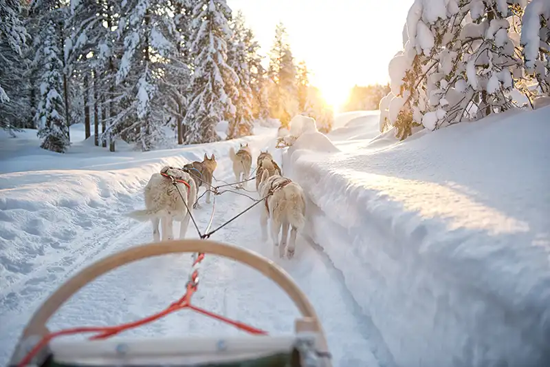 Huskyschlittenfahrt in Lappland