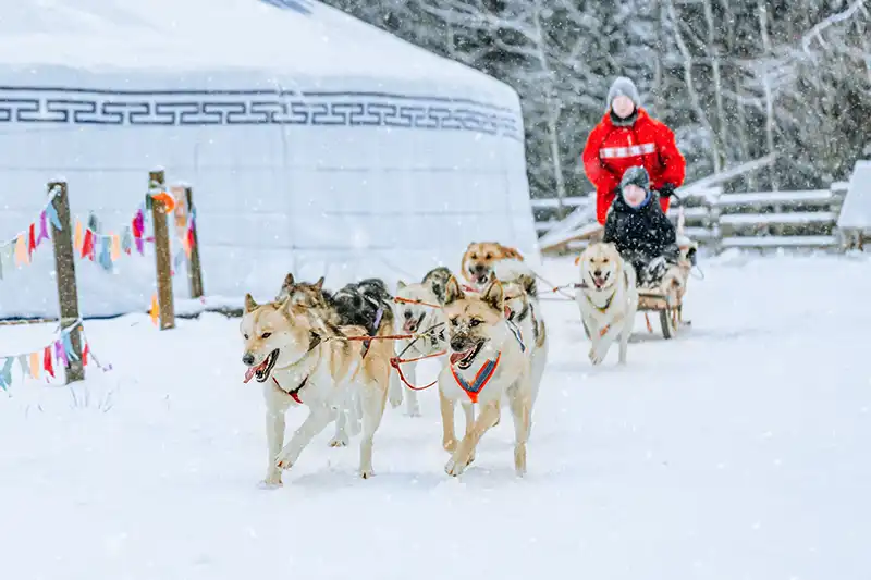 Huskytouren in Rovaniemi
