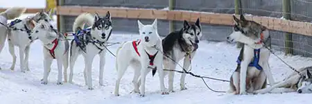 Huskytouren Rovaniemi