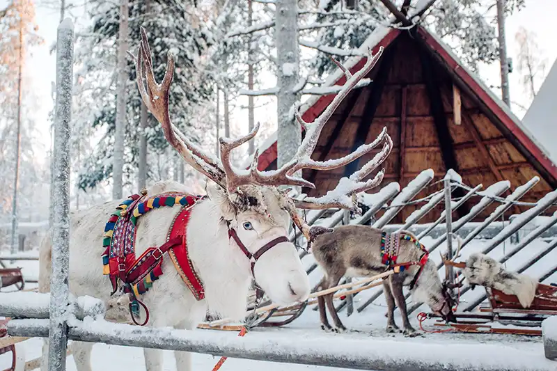 Rentierfarm in Finnisch-Lappland