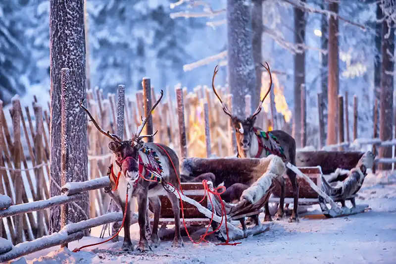 Rentiere in Rovaniemi