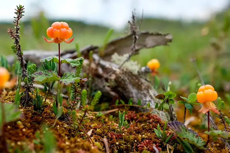 Rovaniemi im Sommer