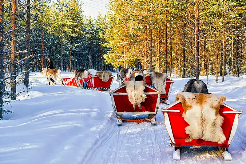 Rentiersafari in Rovaniemi